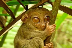 Philippine tarsier gripping a mossy branch, its huge amber eyes facing forward