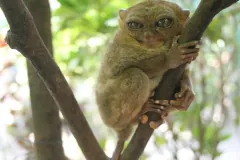 Philippine tarsier clinging to a forked branch, looking down