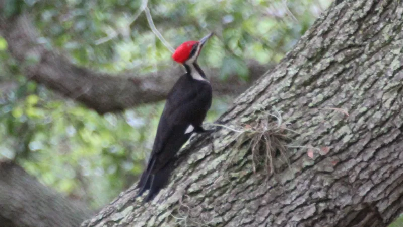 Pileated woodpecker clinging to a thick sloping trunk, its red crest raised