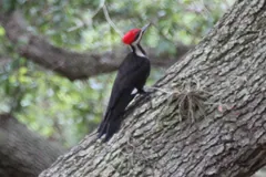 Pileated woodpecker clinging to a thick sloping trunk, its red crest raised