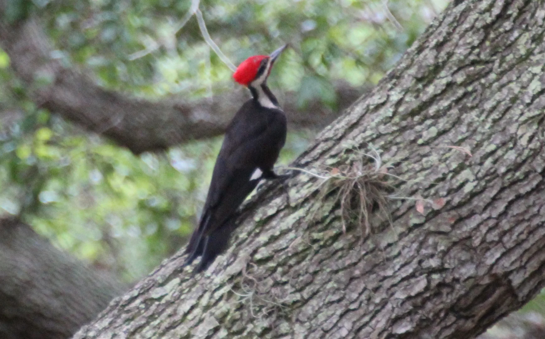 Pileated woodpecker clinging to a thick sloping trunk, its red crest raised