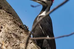 Pileated woodpecker's black and white striped face and flaming red crest