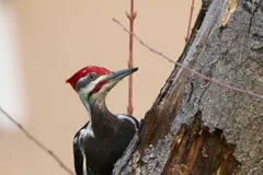 Pileated woodpecker beside fresh bare wood it has chipped from a tree