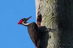 Pileated woodpecker gripping a dead trunk with its stiff tail braced