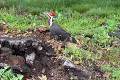 Pileated woodpecker foraging on the ground beside a rotting stump