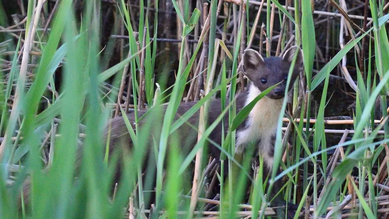 pine marten in natural habitat