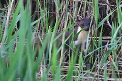pine marten in natural habitat