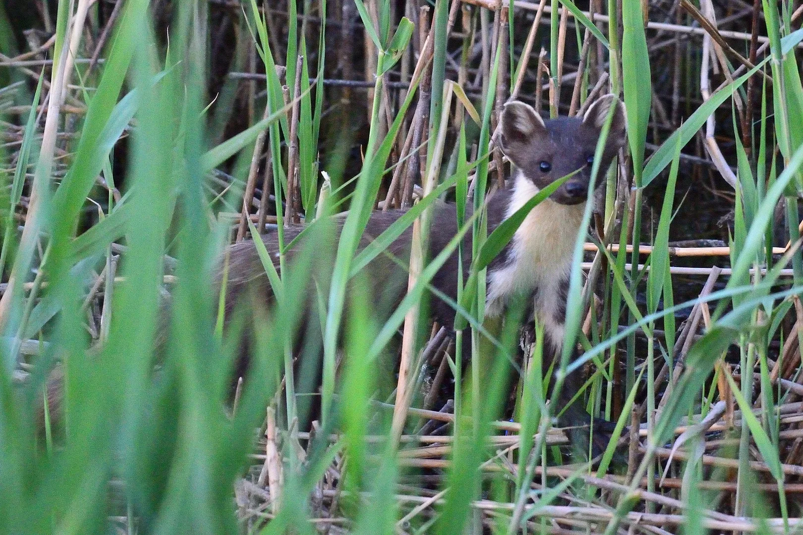 pine marten in natural habitat