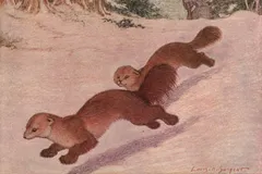pine marten in natural habitat