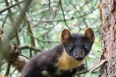 European Pine Marten climbing pine tree