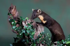 pine marten in natural habitat