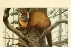 pine marten in natural habitat