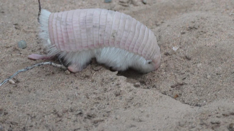 Pink fairy armadillo nosing into loose sand, its pale pink shell and white fur showing