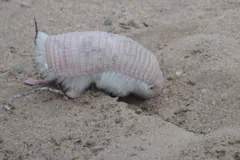 Pink Fairy Armadillo