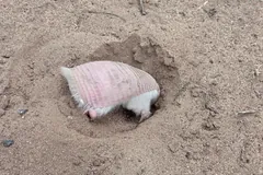 Pink fairy armadillo half buried in a sandy hollow, digging head first
