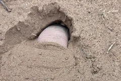 Only the pink banded rear shield of a pink fairy armadillo still showing above the sand