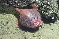 Pink Sea Toad (Chaunacops coloratus) resting on deep-sea volcanic basalt ledge on jointed walking fins