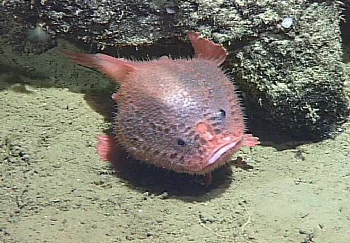 Pink Sea Toad (Chaunacops coloratus) resting on deep-sea volcanic basalt ledge on jointed walking fins