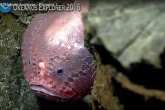 Pink Sea Toad navigating soft abyssal sediment at 2,000 meters depth during NOAA Okeanos expedition