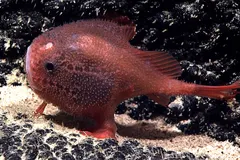 Pink Sea Toad displaying rounded inflatable body profile on deep-sea seafloor