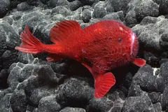 Deep-sea sea toad stalking across Pacific seamount slope