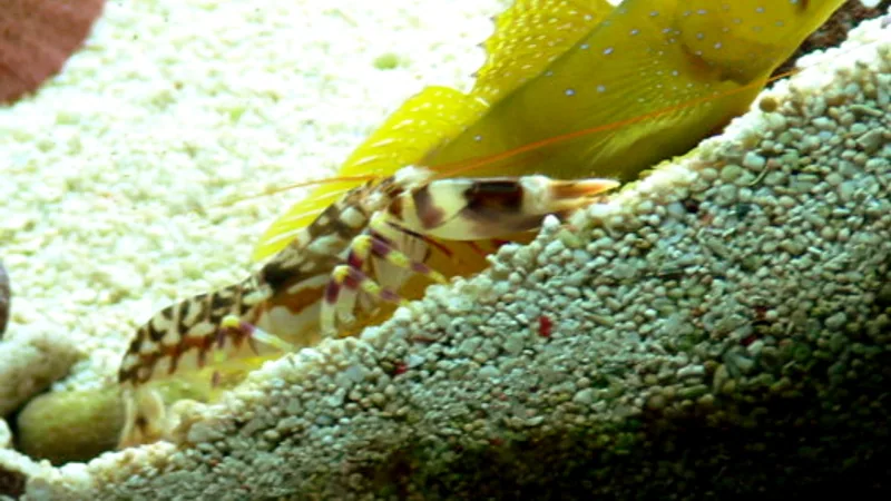 Tiger Pistol Shrimp in natural habitat