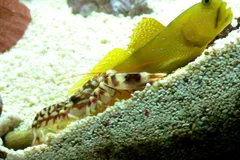 Tiger Pistol Shrimp in natural habitat
