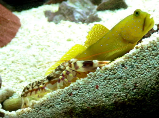 Tiger Pistol Shrimp in natural habitat