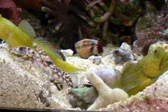Tiger Pistol Shrimp in natural habitat