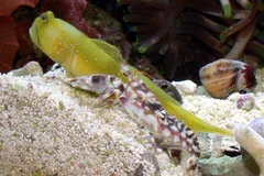 Tiger Pistol Shrimp in natural habitat
