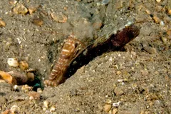 Tiger Pistol Shrimp in natural habitat