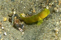 Tiger Pistol Shrimp in natural habitat