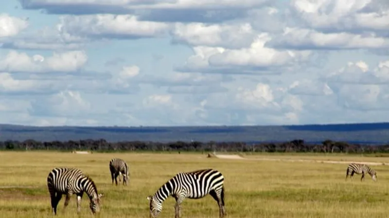 Plains Zebra in natural habitat