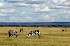 Plains Zebra in natural habitat