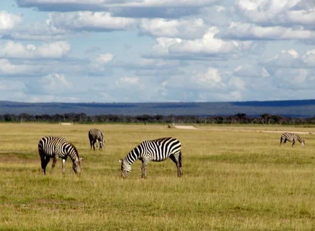 Plains Zebra in natural habitat