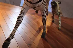 Plains Zebra in natural habitat