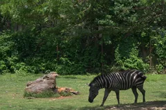 Plains Zebra in natural habitat