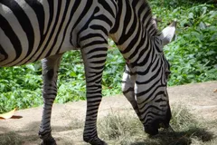 Plains Zebra in natural habitat