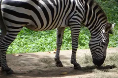 Plains Zebra in natural habitat