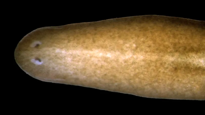 Brown flatworm with two small eye spots on its rounded head