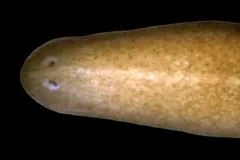Planarian