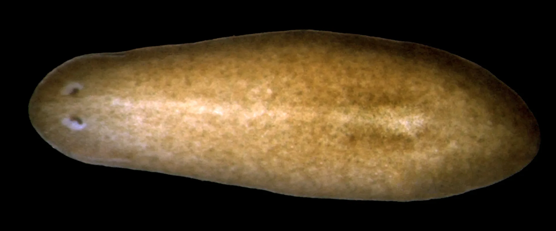 Brown flatworm with two small eye spots on its rounded head