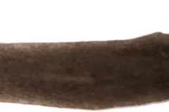 Long brown flatworm with two eye spots, seen from above