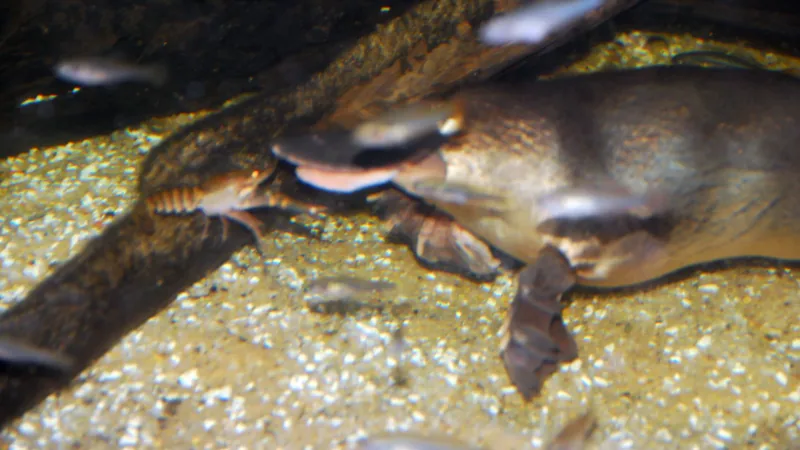 Duck-Billed Platypus wildlife photography