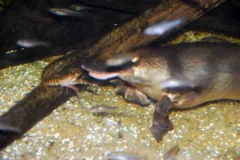 Duck-Billed Platypus