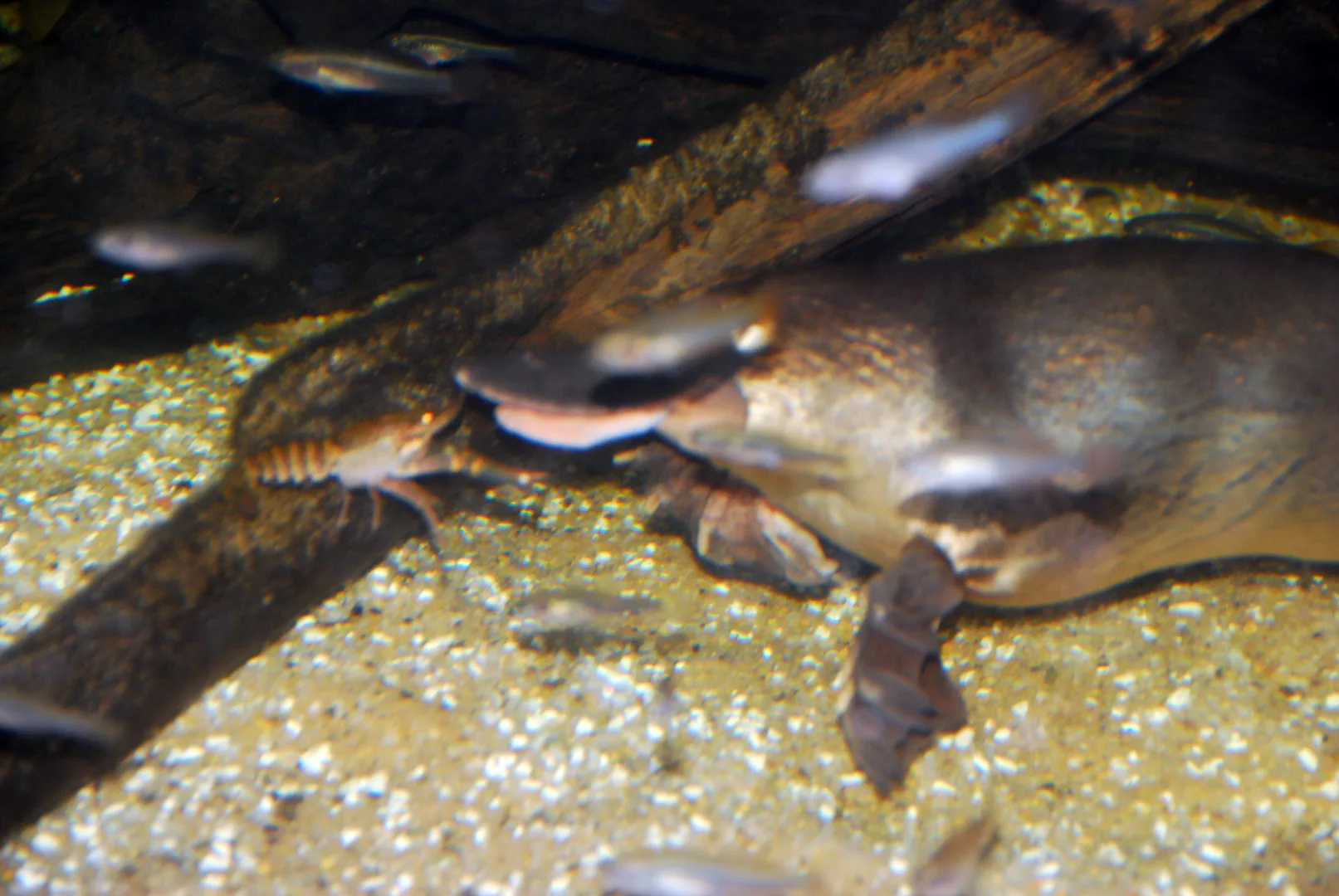 Duck-Billed Platypus wildlife photography