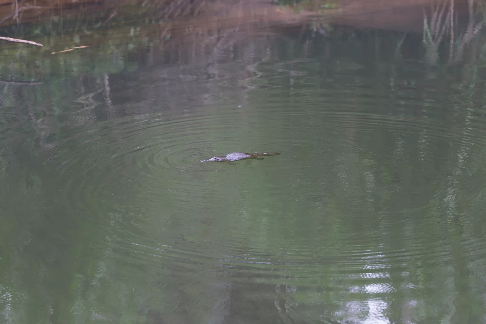 Duck-Billed Platypus wildlife photography