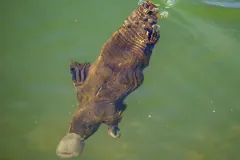 Duck-billed platypus (Ornithorhynchus anatinus) diving underwater in stream