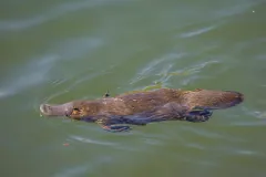 Duck-billed platypus (Ornithorhynchus anatinus) swimming in freshwater river pool