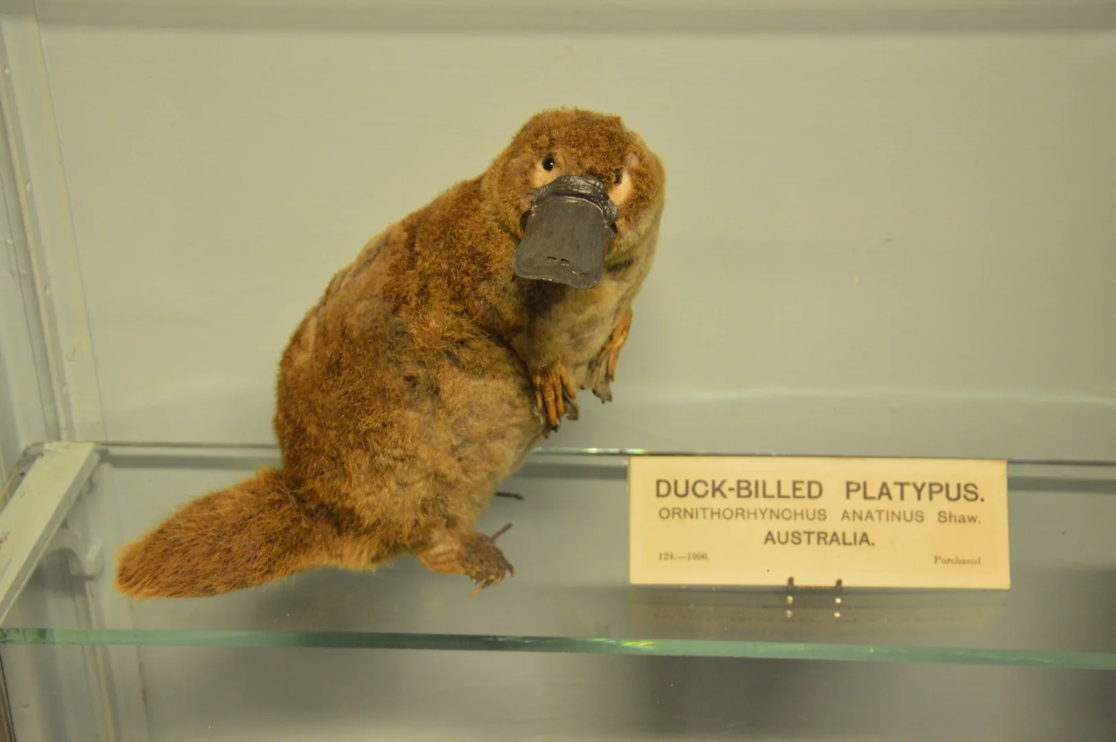 Duck-Billed Platypus wildlife photography